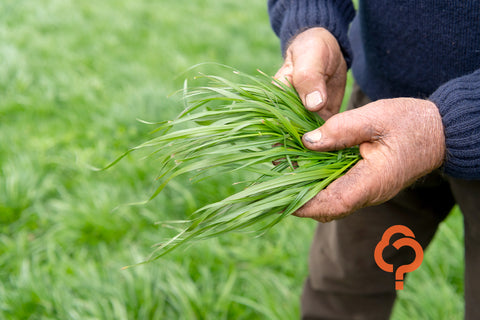 Smarter pasture production with GA