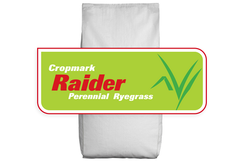 Raider NEA2 Perennial Ryegrass Treated