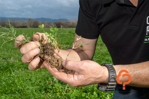 Winter weed management