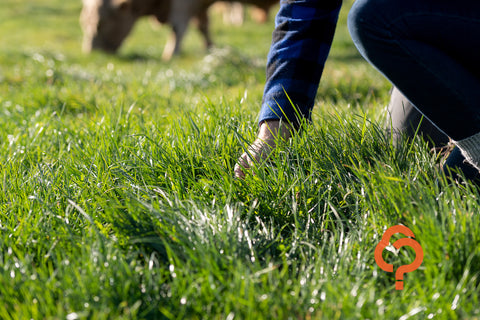 Choosing the right ryegrass