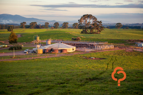 Steady on: Understanding maintenance fertiliser on sheep/beef and dairy farms