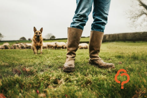 Smarter pasture production with GA