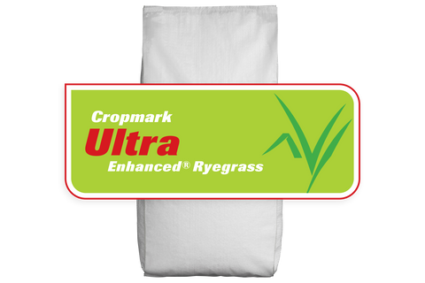 Ultra®  AR1 Perennial Ryegrass Treated