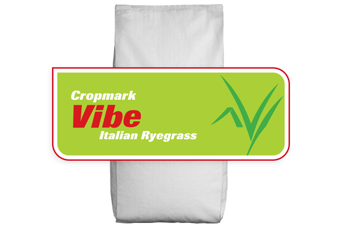 Vibe  Italian Ryegrass Treated